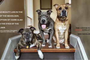 Three dogs on steps