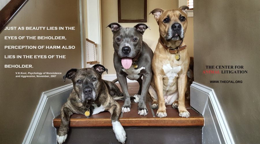 Three dogs on steps