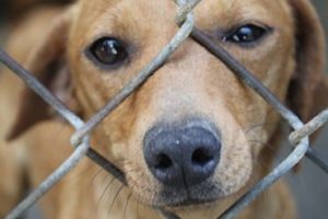Fighting for the Rights of Companion Animals