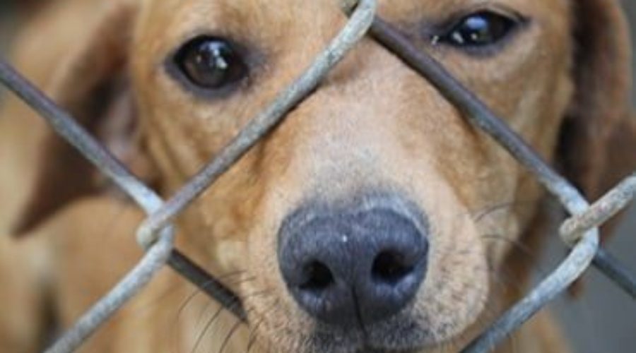 Fighting for the Rights of Companion Animals