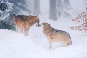 From Protected to Prey:  A Wolf’s Story