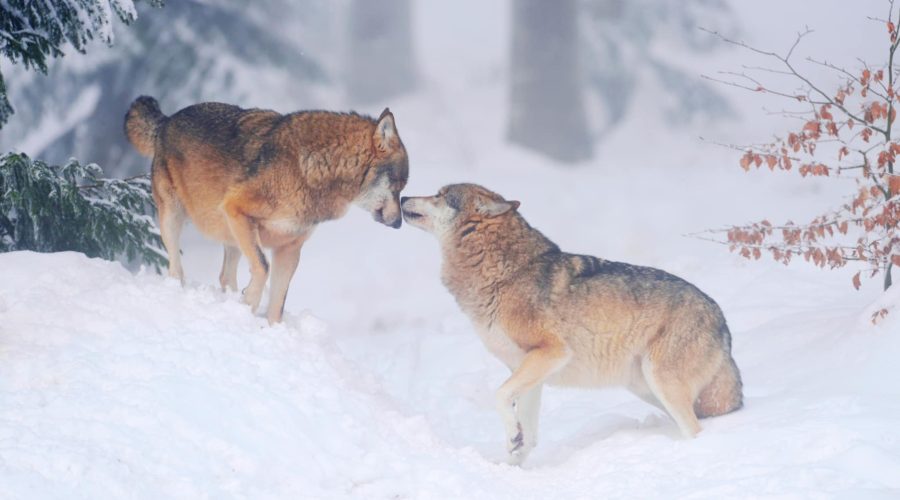 From Protected to Prey:  A Wolf’s Story