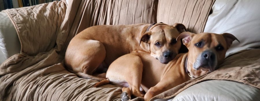 Couch Puptatoes