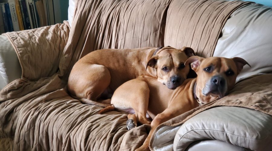 Couch Puptatoes