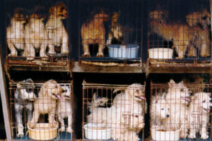 Puppy Mill Pipeline Act
