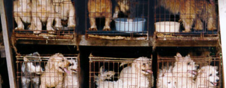 Puppy Mill Pipeline Act