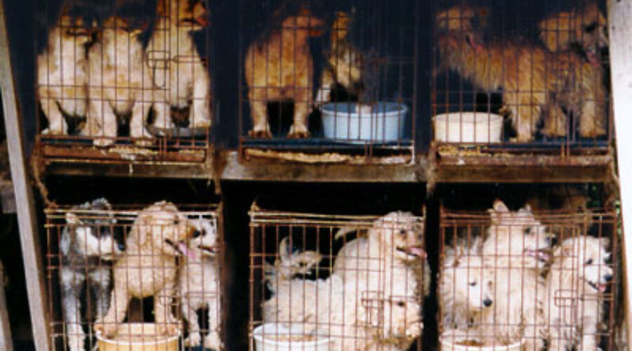 Puppy Mill Pipeline Act